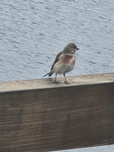 Eurasian Linnet