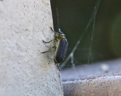 Trirhabda luteocincta