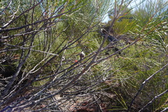 Hakea orthorrhyncha