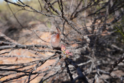 Hakea orthorrhyncha, photograph 1