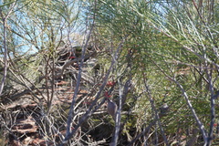 Hakea orthorrhyncha, photograph (c) Kim Lapere, some rights reserved (CC BY)
