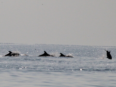 Tursiops truncatus ponticus