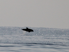 Tursiops truncatus ponticus