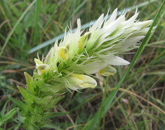 Melampyrum argyrocomum