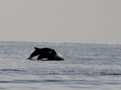 Tursiops truncatus ponticus