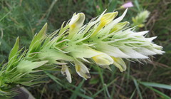 Melampyrum argyrocomum