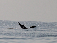 Tursiops truncatus ponticus