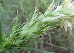 Melampyrum argyrocomum