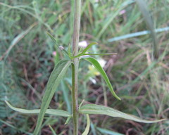 Melampyrum argyrocomum