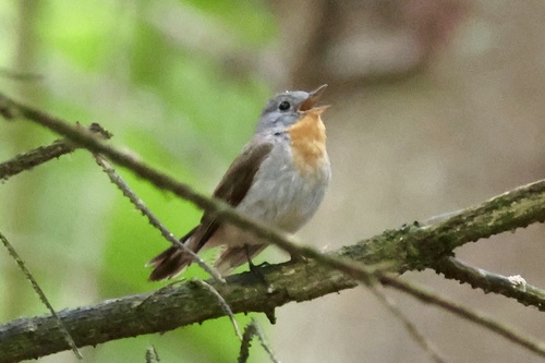 Papamoscas papirrojo (Ficedula parva)
