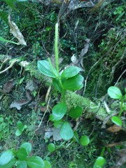 Peperomia urvilleana