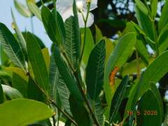 Rhabdadenia biflora, photograph (c) Alexis López Hernández, some rights reserved (CC BY)