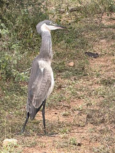 iNaturalist image