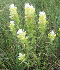 Melampyrum argyrocomum