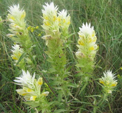 Melampyrum argyrocomum