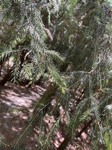 Picea morrisonicola, photograph 5