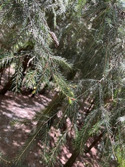 Picea morrisonicola, photograph (c) 謝麗霦, some rights reserved (CC BY)