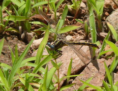 Phanogomphus militaris