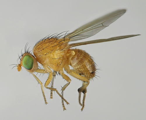 Sapromyza quadripunctata
