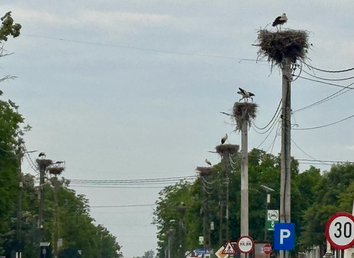 White Stork