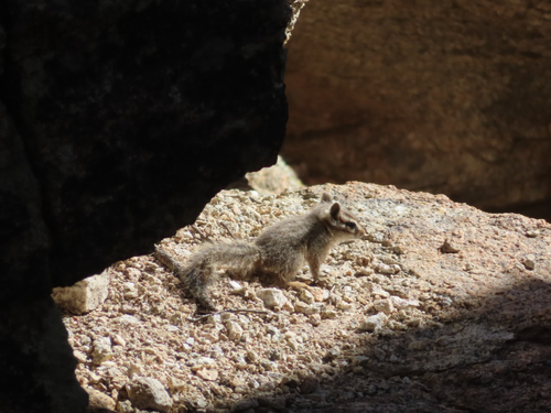 Cliff Chipmunk observed by retrocascadia