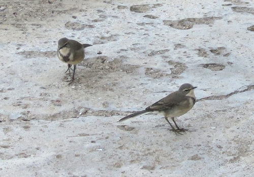 iNaturalist image