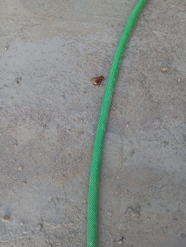 Oriental Hornet
