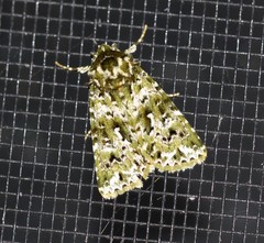 Thalatha bryochlora