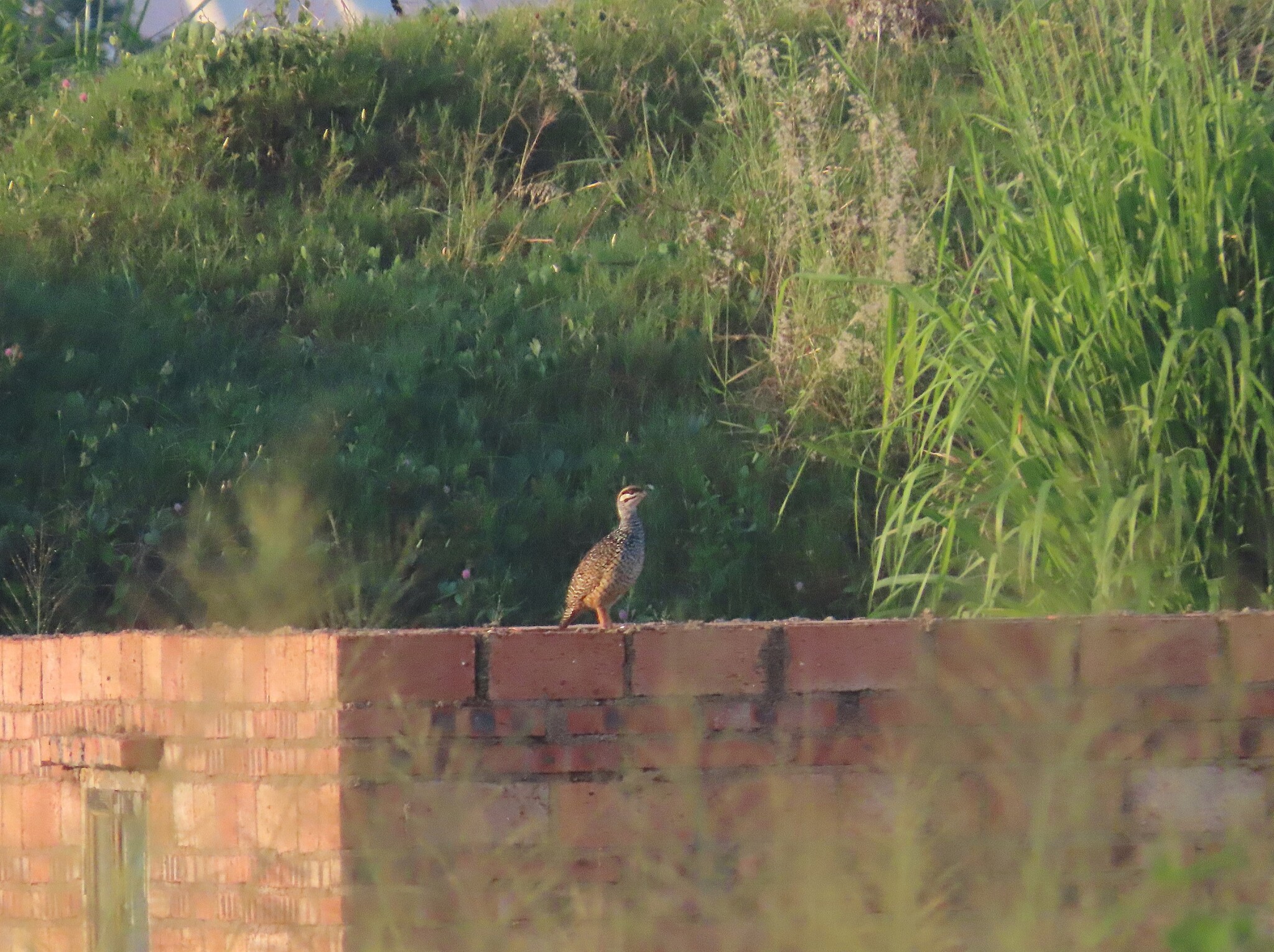 Chinese Francolin (Francolinus pintadeanus), photo 2