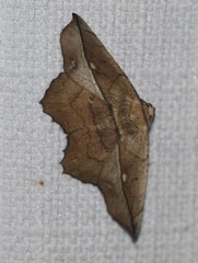 Polyacme dissimilis
