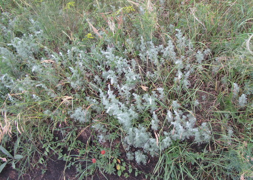 Austrian Mugwort