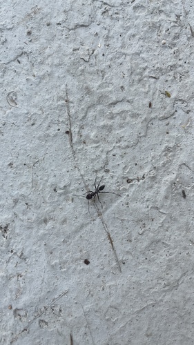 Nodal Desert Ant