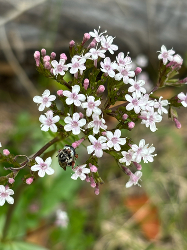 Valeriana arizonica