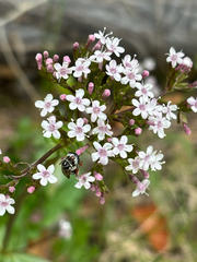 Valeriana arizonica