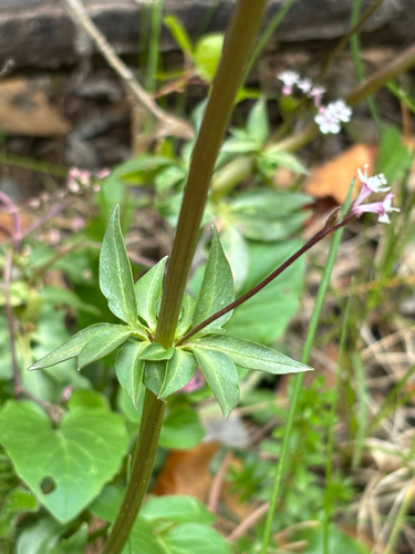 Valeriana arizonica, photograph 2