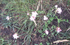 Dianthus andrzejowskianus