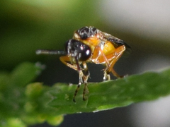 Athalia cordata