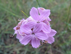Dianthus andrzejowskianus