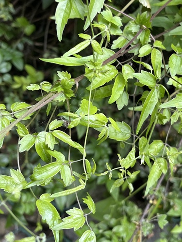 Clematis peterae
