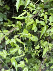 Clematis peterae