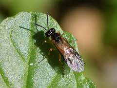 Athalia cordata