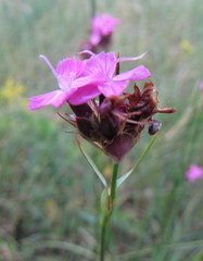 Dianthus andrzejowskianus