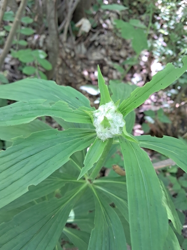 Contarinia martagonis