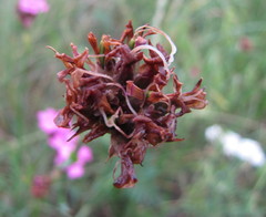 Dianthus andrzejowskianus