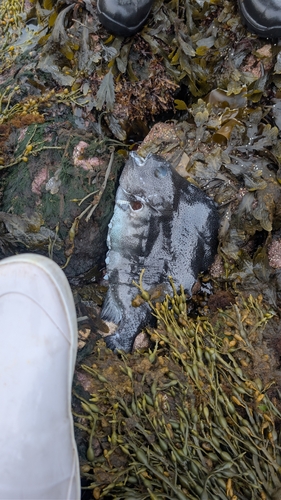 Lumpfish