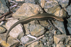 Ablepharus eremchenkoi
