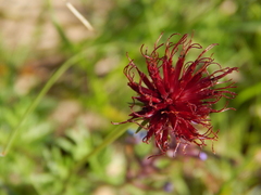 Isostigma