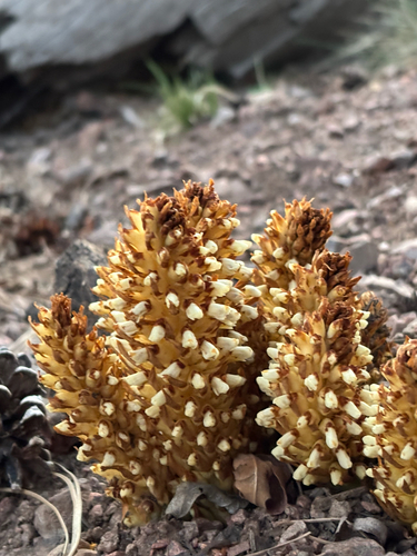 Conopholis alpina, photograph 2