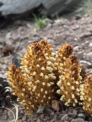 Conopholis alpina, photograph author not stated, no rights reserved