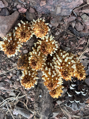 Conopholis alpina, photograph author not stated, no rights reserved